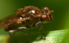 Parydra quadripunctata