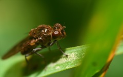 Parydra quadripunctata