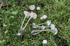 Marasmius wynneae