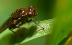 Parydra quadripunctata