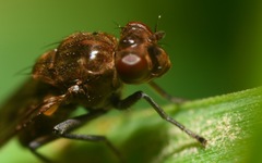 Parydra quadripunctata