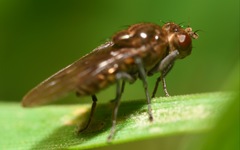 Parydra quadripunctata