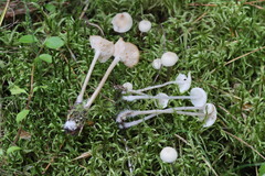 Marasmius wynneae