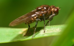 Parydra quadripunctata