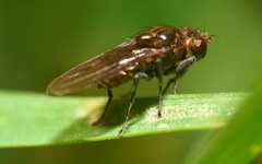 Parydra quadripunctata