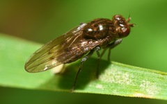 Parydra quadripunctata