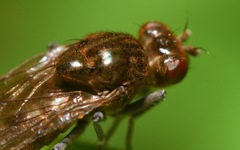 Parydra quadripunctata