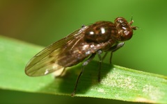Parydra quadripunctata