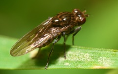 Parydra quadripunctata