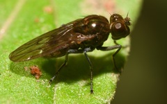 Parydra quadripunctata
