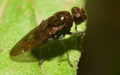 Parydra quadripunctata