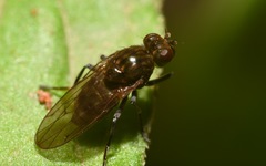Parydra quadripunctata