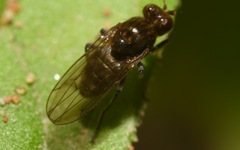 Parydra quadripunctata