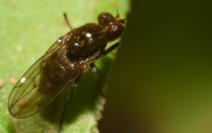 Parydra quadripunctata