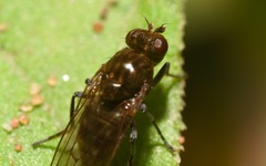 Parydra quadripunctata