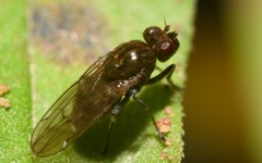 Parydra quadripunctata
