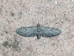 Eupithecia unedonata