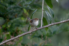 Cisticola cantans