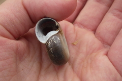 Planorbarius corneus