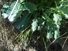 Jacobaea carniolica