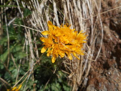 Jacobaea carniolica