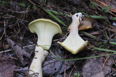 Xanthoporus syringae