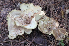 Xanthoporus syringae