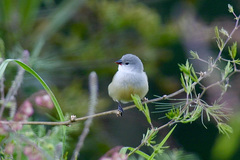 Coccopygia quartinia