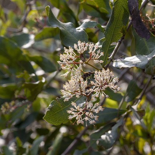 Ixora brachiata, photograph 1