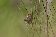 Cisticola cantans