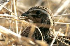 Coturnix japonica