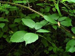 Rubus cissburiensis