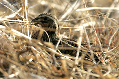Coturnix japonica