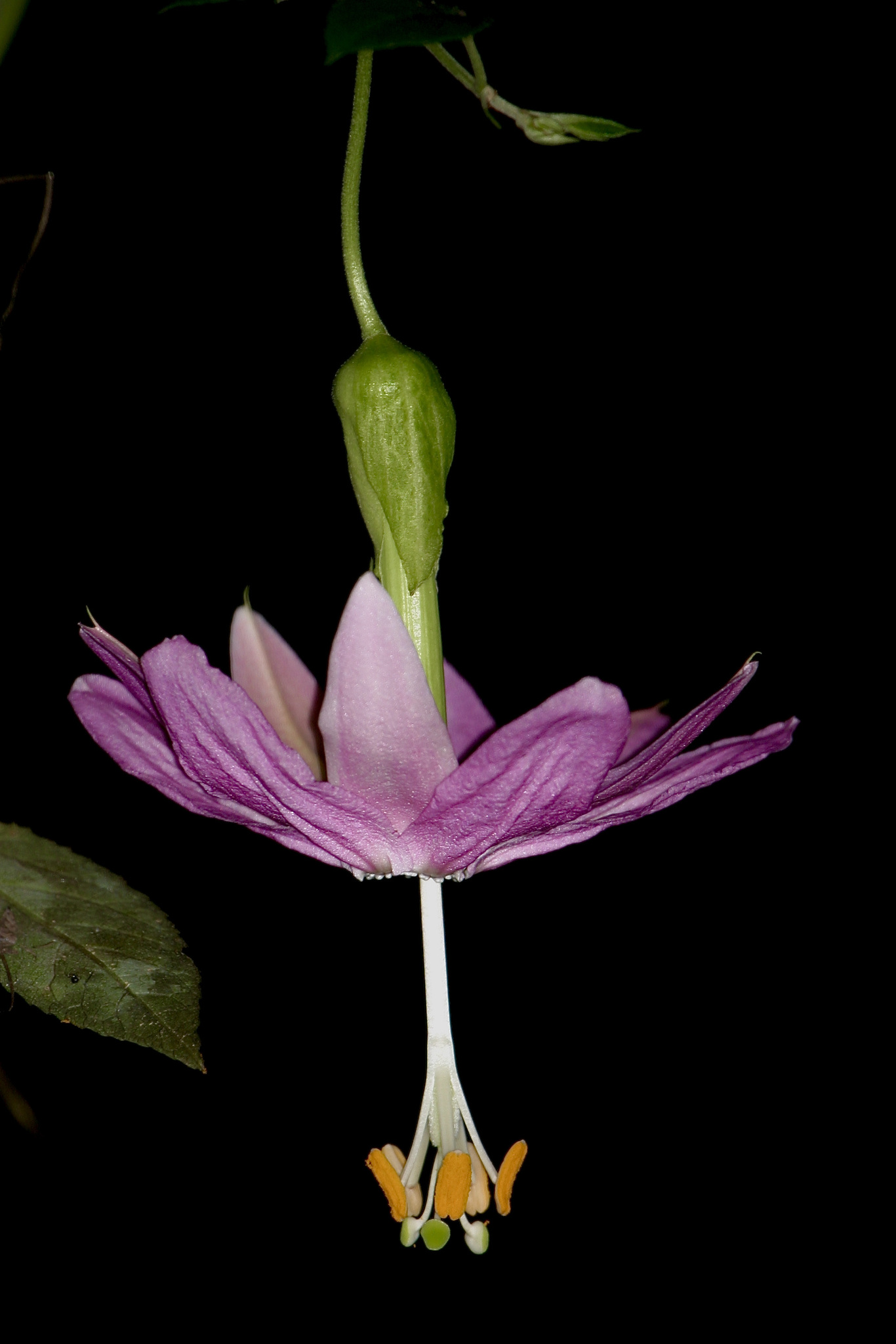Passiflora tarminiana