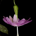 Passiflora tarminiana - Photo (c) Bird Explorers,  זכויות יוצרים חלקיות (CC BY-NC), הועלה על ידי Bird Explorers