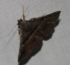 Hadennia jutalis