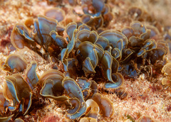 Distromium flabellatum