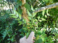 Memecylon pauciflorum