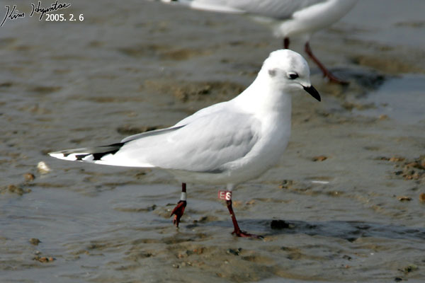 Saunders's Gull (Saundersilarus saundersi)