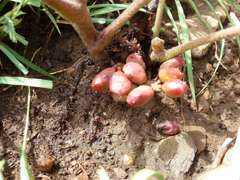 Lannea edulis edulis