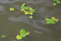 Nuphar lutea