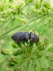 Prosternon tessellatum