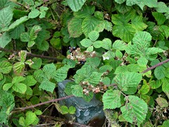 Rubus warrenii