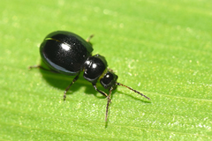 Aphthona violacea