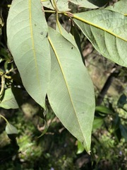 Cryptocarya glaucescens