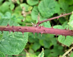 Rubus warrenii