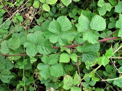 Rubus warrenii
