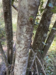 Cryptocarya glaucescens