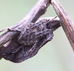 Arachnida