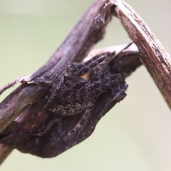 Arachnida
